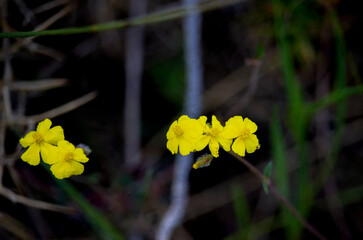 Flores amarilla en el campo