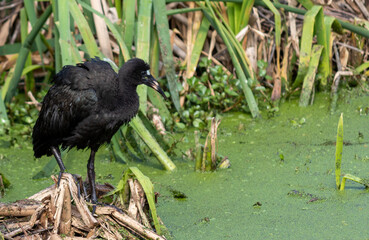 Photograph of a Bare-faced ibis, found in Canoas, Rio Grande do Sul, Brazil.	