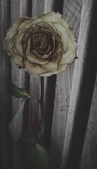 Róża na tle lameli 