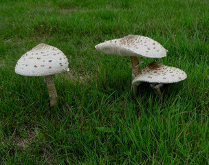 Parasol Mushrooms.