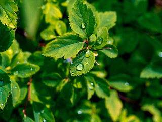 Abstract natural background with leaves. Design for a variety of purposes.