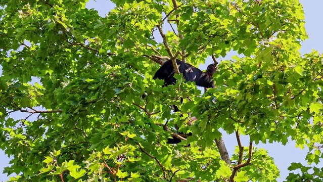 The black-headed spider monkey, Ateles fusciceps is a species of spider monkey, a type of New World monkey, from Central and South America.