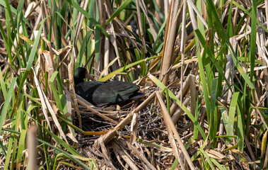 Photograph of a Bare-faced ibis, found in Canoas, Rio Grande do Sul, Brazil.