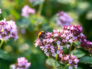 Bumblebee on a flower. Concept of nature, ecology.