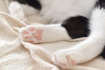 Cat toe beans on the sofa. Tabby cat sitting on the sofa at home.  Copy space is on the blurry parts of photo.  Selective focus. - Powered by Adobe