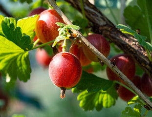 Gooseberries close-up. Natural farming, organic products.
