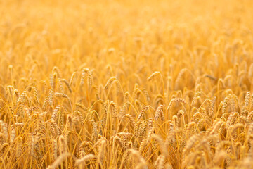 Golden wheat field, agricultural grain crops, landscape with field of wheat, food crisis, barley...