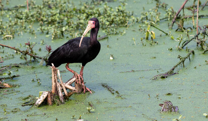 Photograph of a Bare-faced ibis, found in Canoas, Rio Grande do Sul, Brazil.