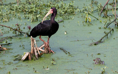 Photograph of a Bare-faced ibis.
