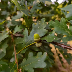 acorns on the tree