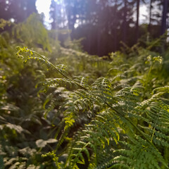 fern in the forest