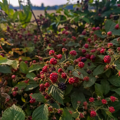 Obraz premium red berries on a bush