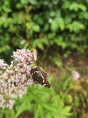 butterfly on a flower