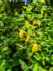yellow flowers