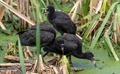 Photograph of a Bare-faced ibis, found in Canoas, Rio Grande do Sul, Brazil.