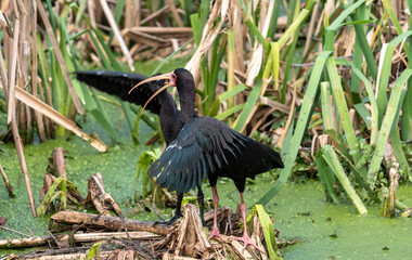 Photograph of a Bare-faced ibis, found in Canoas, Rio Grande do Sul, Brazil.	