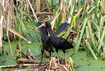 Photograph of a Bare-faced ibis, found in Canoas, Rio Grande do Sul, Brazil.