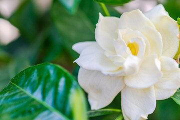 Obraz na płótnie Canvas Blooming white Gardenia flowers in the garden