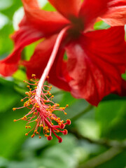 red hibiscus flower (closeup)