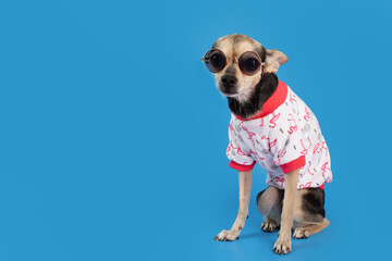 dog in a T-shirt, pet clothes, a toy terrier in sunglasses in a summer outfit on a blue background