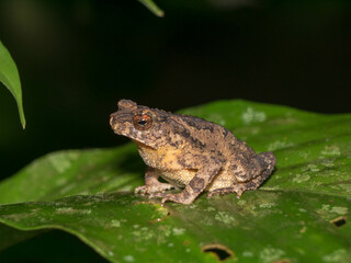 brown toad sitting on leaf at night