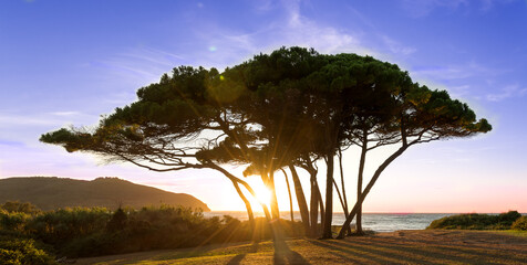 The sun shines through a picturesque group of pine trees at sunset. Tuscany, Italy, Gulf of Baratti.
