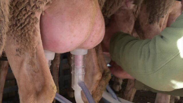 sheep milking session on the farm in the south of France