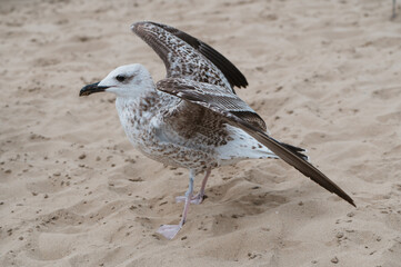 Beauty portrait of the seagull on the sand beach in Italy. Finding meal
