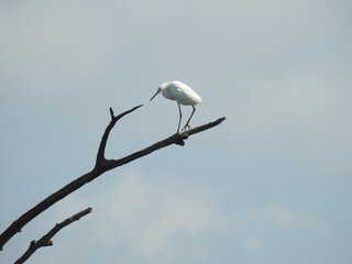 A snowy egret walking on a branch above the Bombay Hook National Wildlife Refuge, in Kent County, Delaware.