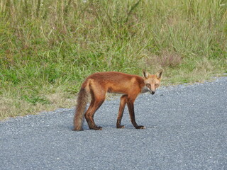 A red fox roaming the Bombay Hook National Wildlife Refuge, in Kent County, Smyrna, Delaware.