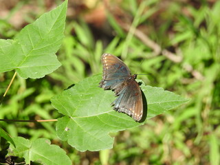 Red-spotted purple butterfly, limenitis arthemis astyanax, with its wings tattered from old age, at the Bombay Hook National Wildlife Refuge, in Kent County, Smyrna, Delaware.