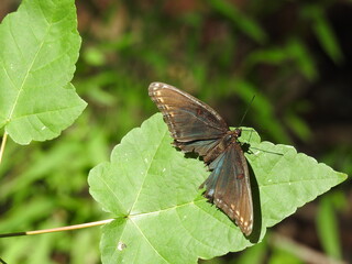 Red-spotted purple butterfly, limenitis arthemis astyanax, with its wings tattered from old age, at the Bombay Hook National Wildlife Refuge, in Kent County, Smyrna, Delaware.