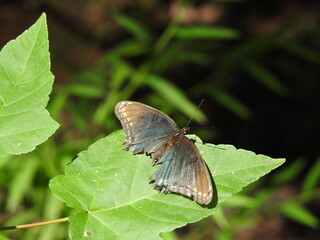 Red-spotted purple butterfly, limenitis arthemis astyanax, with its wings tattered from old age, at the Bombay Hook National Wildlife Refuge, in Kent County, Smyrna, Delaware.