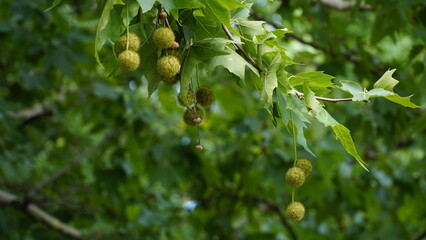Leaves and fruits of Platanus occidentalis, also known as American sycamore. Leaves and fruits of...