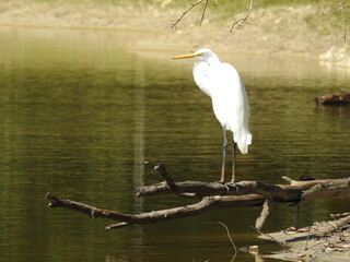 A great egret standing on a withered, fallen tree branch, at the Bombay Hook National Wildlife Refuge, in Kent County, Smyrna, Delaware.