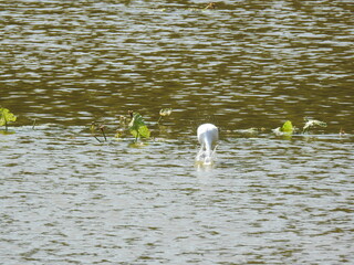A great egret plunging its head under the water to catch a fish, in the wetland waters of the Bombay Hook National Wildlife Refuge, in Kent County, Smyrna, Delaware.