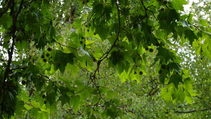 Leaves and fruits of Platanus occidentalis, also known as American sycamore. Leaves and fruits of Platanus occidentalis, also known as American sycamore.