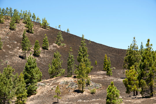 Firs growing on black vulcanic rock