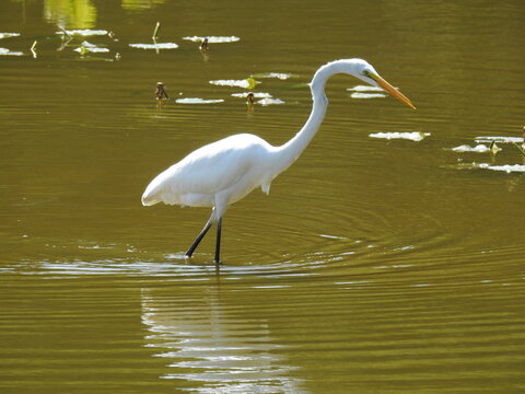 A great egret wading through the shallow wetland waters of the Bombay Hook National Wildlife Refuge, in Kent County, Smyrna, Delaware.