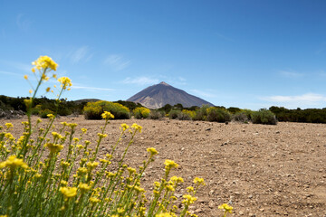 Yellow flowers with Teide Volcano