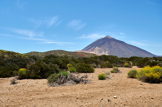 Teide East flank with high plateau and yellow flowers