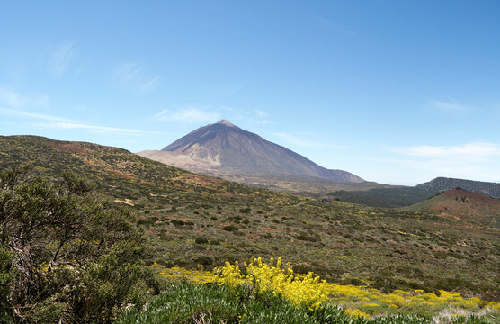 Teide arising over a green and yellow slope