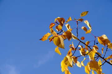 Fototapeta na wymiar Bright yellow autumn foliage sunny day,against the blue sky.