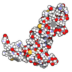 Vascular endothelial growth factor A (VEGF A) protein molecule. Atoms are represented as spheres with conventional color coding.