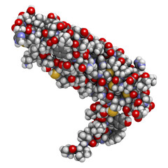 Vascular endothelial growth factor A (VEGF A) protein molecule. Atoms are represented as spheres with conventional color coding.