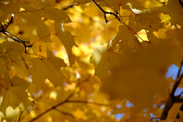 Sun rays breaking through thick yellowed autumn maple foliage.