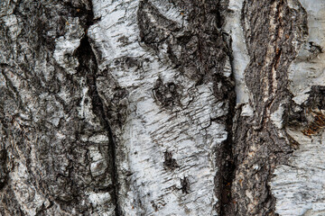 White and brown bark texture of birch tree, close up