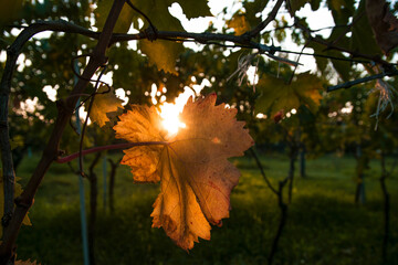 sunrise illuminates the leaf of a vineyard