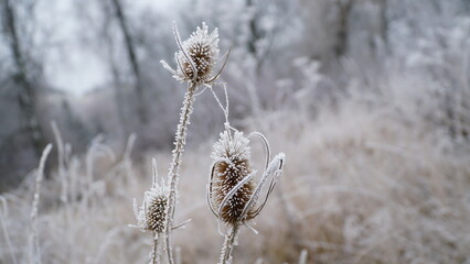 Beautiful autumn foggy landscape with country road. Autumn foggy morning and hoarfrost on the grass in a picturesque forest.