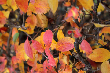 Orange autumn leaves on bushe in october for a background texture